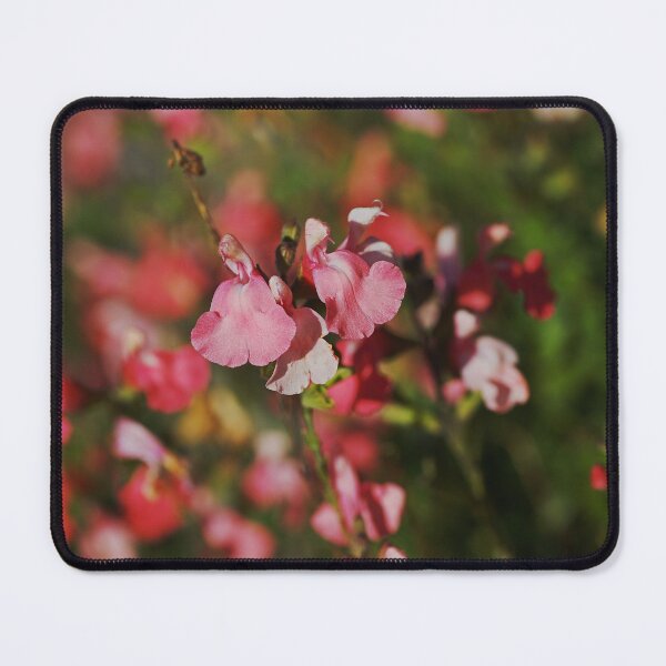 Item preview, Coral Toned Sage Flower  designed and sold by Joy Watson - Natural Light Photography .