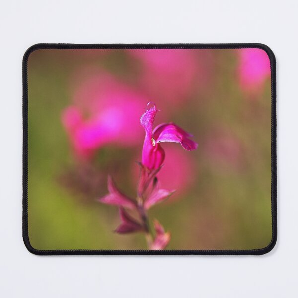 Item preview, Wendys Wish Hot Pink Sage Flower designed and sold by Joy Watson - Natural Light Photography .