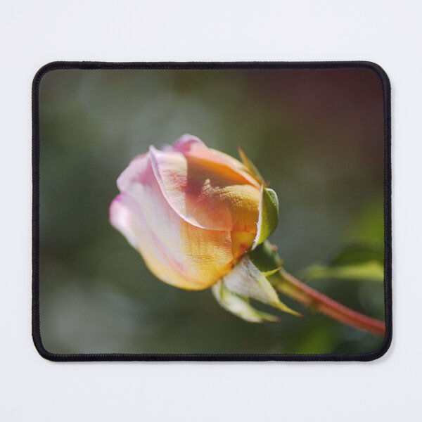 Item preview, Rose Bud Pink Abraham Darby  designed and sold by Joy Watson - Natural Light Photography .