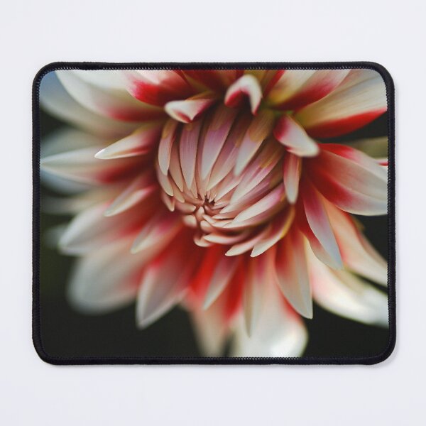 Item preview, Dahlia Fire And Ice Flower designed and sold by Joy Watson - Natural Light Photography .