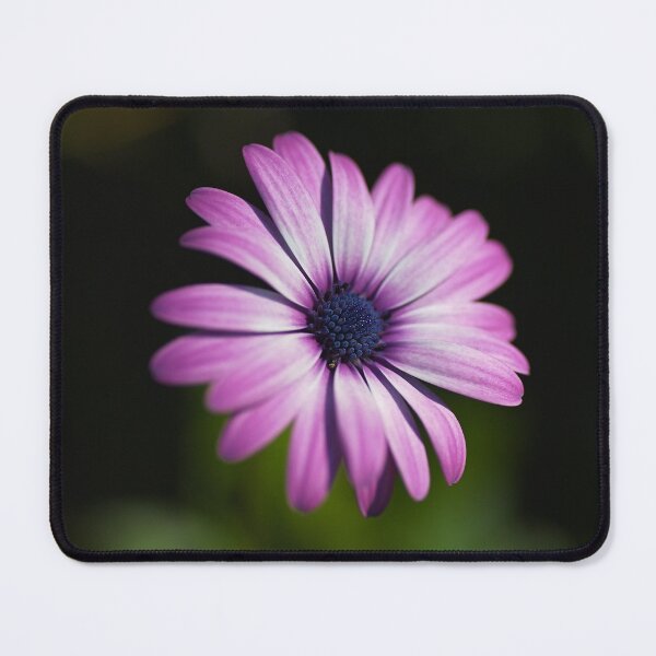 Item preview, Cape Daisy Blooming  designed and sold by Joy Watson - Natural Light Photography .