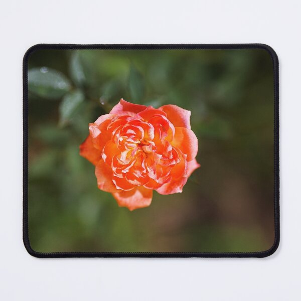 Item preview, Small Carpet Rose Red designed and sold by Joy Watson - Natural Light Photography .