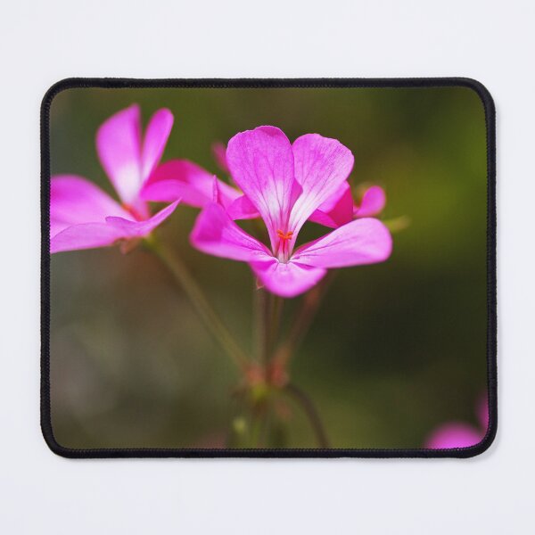 Item preview, Geranium Applause Pink Flower designed and sold by Joy Watson - Natural Light Photography .
