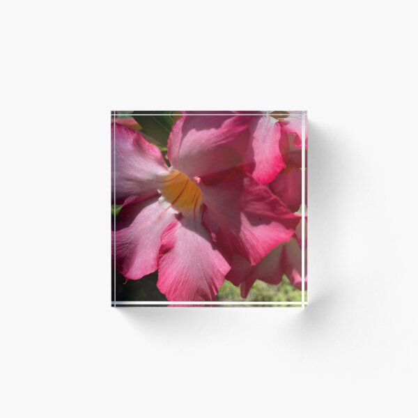 Item preview, Desert Rose designed and sold by reb21052.