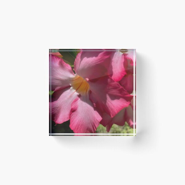 Item preview, Desert Rose designed and sold by reb21052.