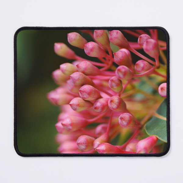 Item preview, Corymbia Ficifolia Red Australian Eucalyptus designed and sold by Joy Watson - Natural Light Photography .