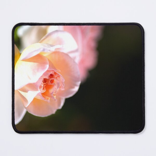 Item preview, Autumn Rose Abraham Darby Variety designed and sold by Joy Watson - Natural Light Photography .