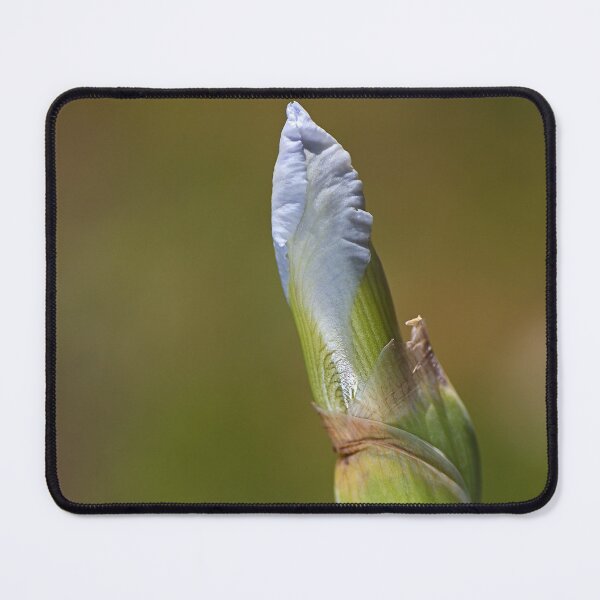 Item preview, Blue Iris Bud Lush designed and sold by Joy Watson - Natural Light Photography .