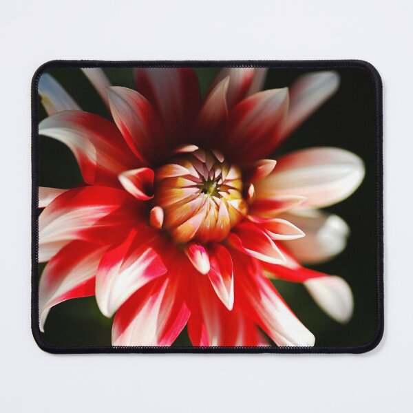 Item preview, Red White Dahlia Flower Eye Shy designed and sold by Joy Watson - Natural Light Photography .