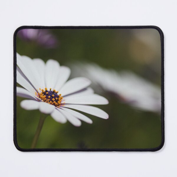 Item preview, White Cape Daisy Flowers designed and sold by Joy Watson - Natural Light Photography .