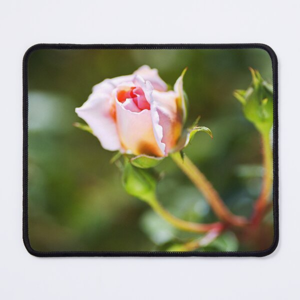Item preview, Abraham Darby Rose Bud Of Pink  designed and sold by Joy Watson - Natural Light Photography .