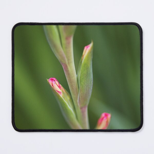 Item preview, Sword Lily Has Buds designed and sold by Joy Watson - Natural Light Photography .