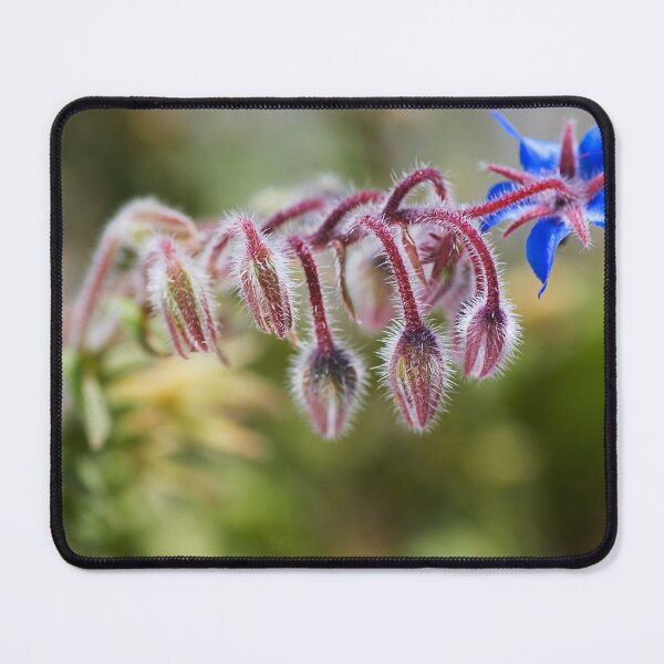 Item preview, Borage Plant Has Buds designed and sold by Joy Watson - Natural Light Photography .