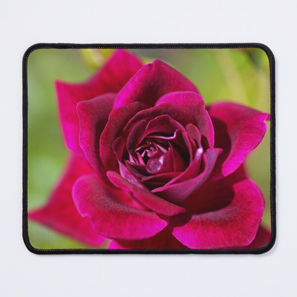 Item preview, So Rich And Deep Pink Rose designed and sold by Joy Watson - Natural Light Photography .