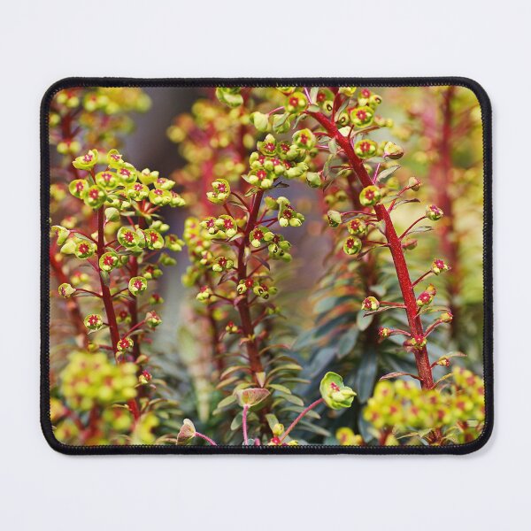 Item preview, Mediterranean Spurge Plant In Flowers designed and sold by Joy Watson - Natural Light Photography .