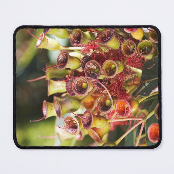Item preview, Eucalyptus Corymbia Ficifolia Faded Flowers designed and sold by Joy Watson - Natural Light Photography .