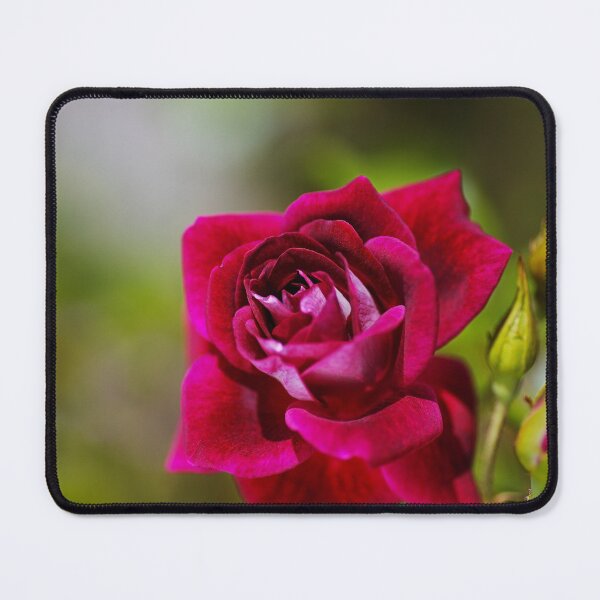 Item preview, Deep Rich Pink Rose Full Bloom designed and sold by Joy Watson - Natural Light Photography .