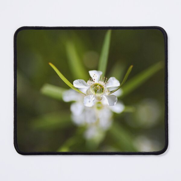 Item preview, Pacific Beauty Tea Tree Flowers White designed and sold by Joy Watson - Natural Light Photography .