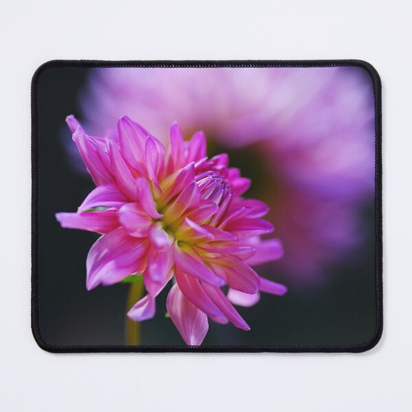 Item preview, Dahlia Flower On A Dahlia Dinnerplate  designed and sold by Joy Watson - Natural Light Photography .