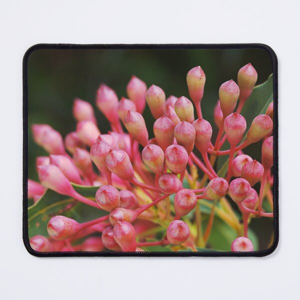 Item preview, Eucalyptus Short Buds Corymbia Ficifolia designed and sold by Joy Watson - Natural Light Photography .