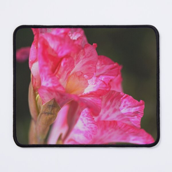 Item preview, Gladioli Cantate Pink In Profile designed and sold by Joy Watson - Natural Light Photography .