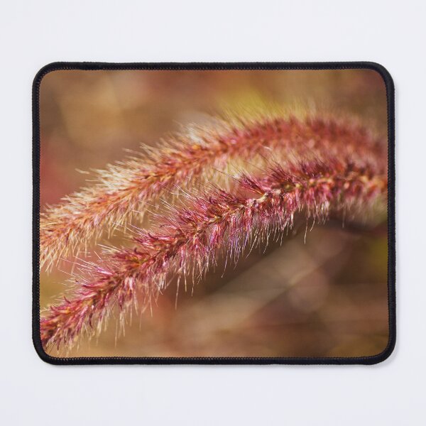 Item preview, Pennisetum Advena Rubrum Grasses Pinks designed and sold by Joy Watson - Natural Light Photography .