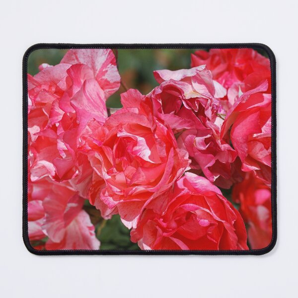 Item preview, Grimaldi Rose Variegated Red  designed and sold by Joy Watson - Natural Light Photography .