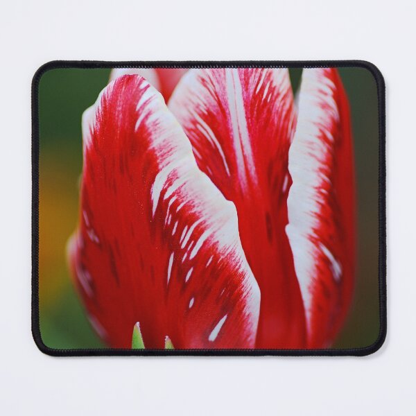 Item preview, Close Red and White Tulip Flower designed and sold by Joy Watson - Natural Light Photography .