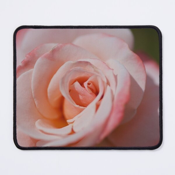 Item preview, Soft Pink And Apricot Rose designed and sold by Joy Watson - Natural Light Photography .