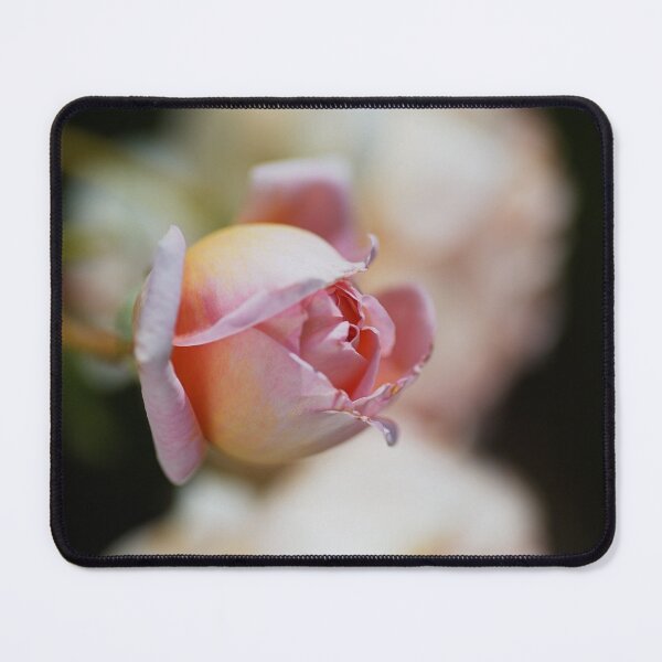 Item preview, Rose Bud Abraham Darby Pink Bloom  designed and sold by Joy Watson - Natural Light Photography .