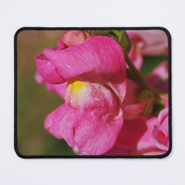 Item preview, Pink Snapdragon Flower Kamikaze designed and sold by Joy Watson - Natural Light Photography .