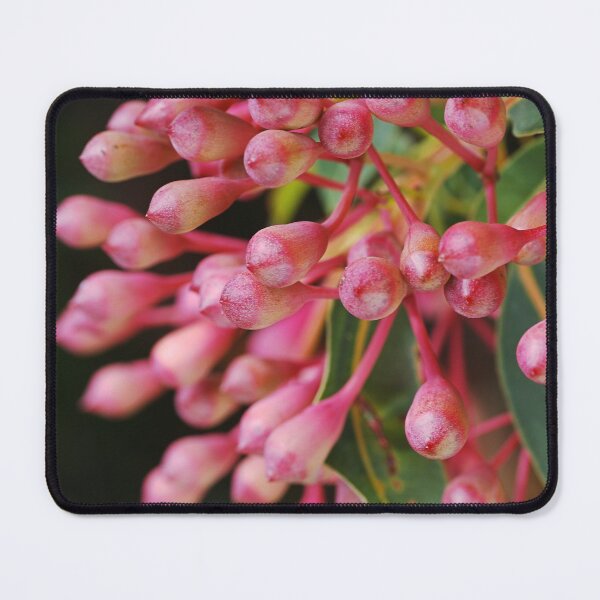 Item preview, Corymbia Ficifolia Eucalyptus Red In Buds designed and sold by Joy Watson - Natural Light Photography .
