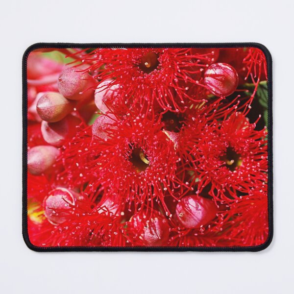 Item preview, Eucalyptus Red Flowers Of Corymbia Ficifolia designed and sold by Joy Watson - Natural Light Photography .