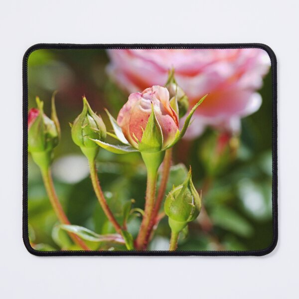 Item preview, Abraham Darby Has Four Rose Buds  designed and sold by Joy Watson - Natural Light Photography .