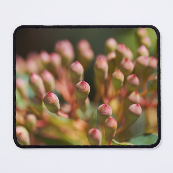 Item preview, Eucalyptus Corymbia Ficifolia Buds designed and sold by Joy Watson - Natural Light Photography .