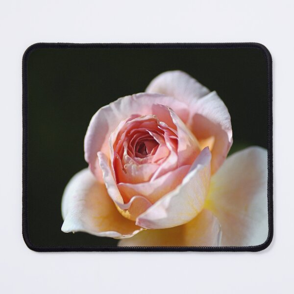 Item preview, The Abraham Darby Rose Bud designed and sold by Joy Watson - Natural Light Photography .