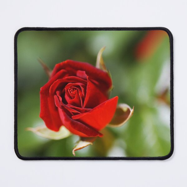Item preview, Rich Red Rose Bud designed and sold by Joy Watson - Natural Light Photography .