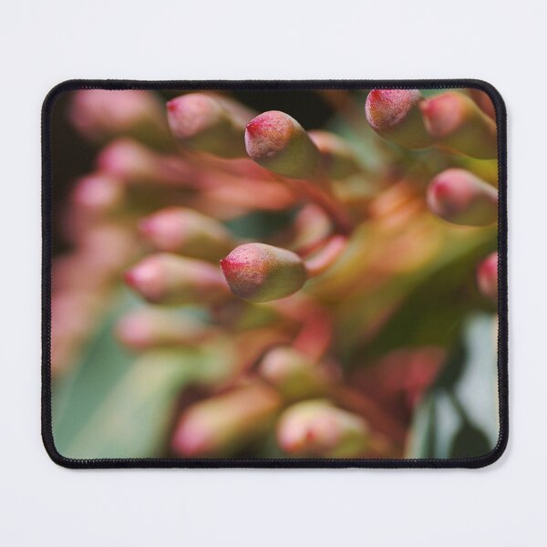 Item preview, Corymbia Ficifolia Eucalyptus With Buds designed and sold by Joy Watson - Natural Light Photography .