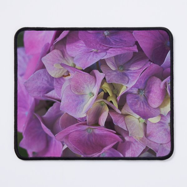Item preview, Happy Hydrangea Flower Pinks designed and sold by Joy Watson - Natural Light Photography .