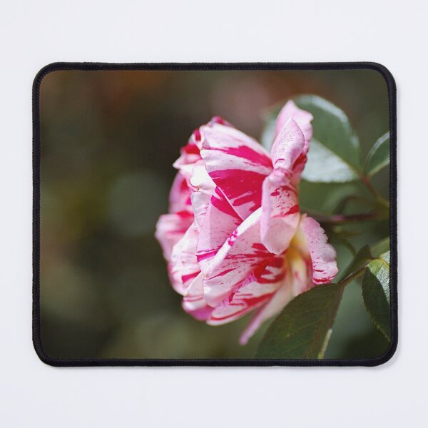 Item preview, Lush Scentimental Pink Rose Flower designed and sold by Joy Watson - Natural Light Photography .
