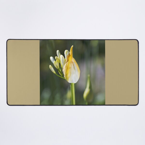 Item preview, Natures Has Bubbles Agapanthus designed and sold by Joy Watson - Natural Light Photography .