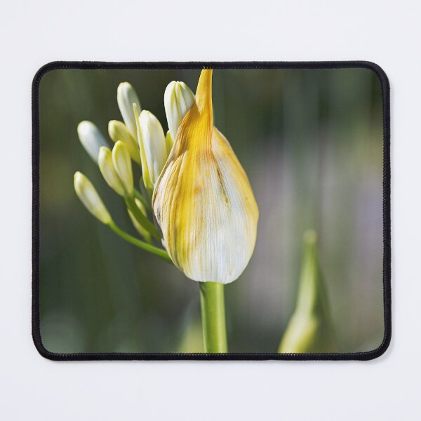 Item preview, Natures Has Bubbles Agapanthus designed and sold by Joy Watson - Natural Light Photography .