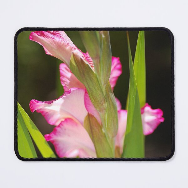 Item preview, A Daydreamer Gladiolus designed and sold by Joy Watson - Natural Light Photography .