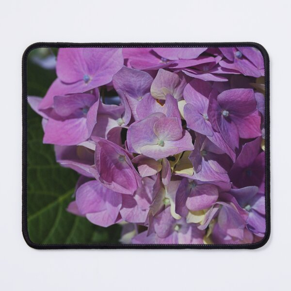 Item preview, Hydrangea With Perfect Pinks designed and sold by Joy Watson - Natural Light Photography .