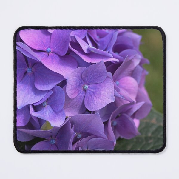 Item preview, Hydrangea In Mauves And Pinks designed and sold by Joy Watson - Natural Light Photography .