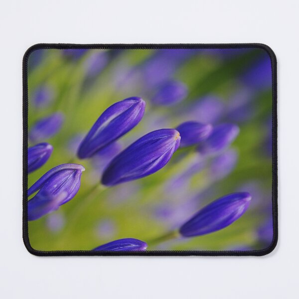 Item preview, Raining Of Agapanthus Buds designed and sold by Joy Watson - Natural Light Photography .