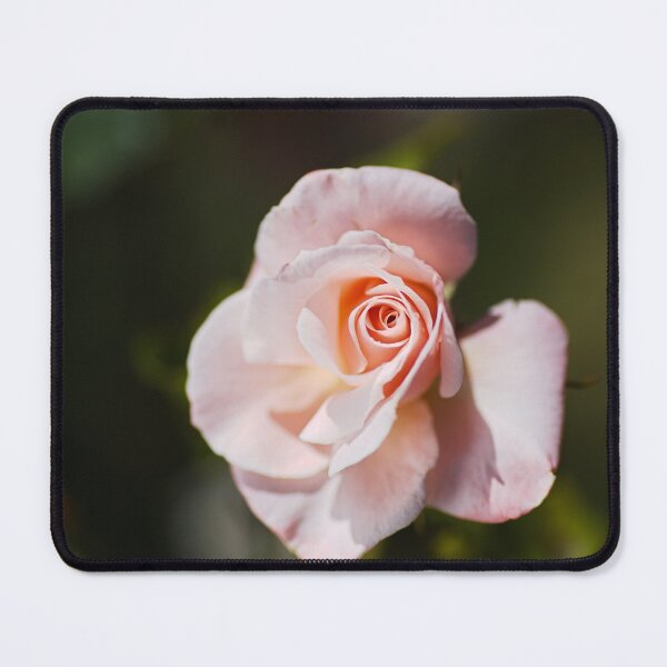 Item preview, Pink Rose Bud Delicate designed and sold by Joy Watson - Natural Light Photography .