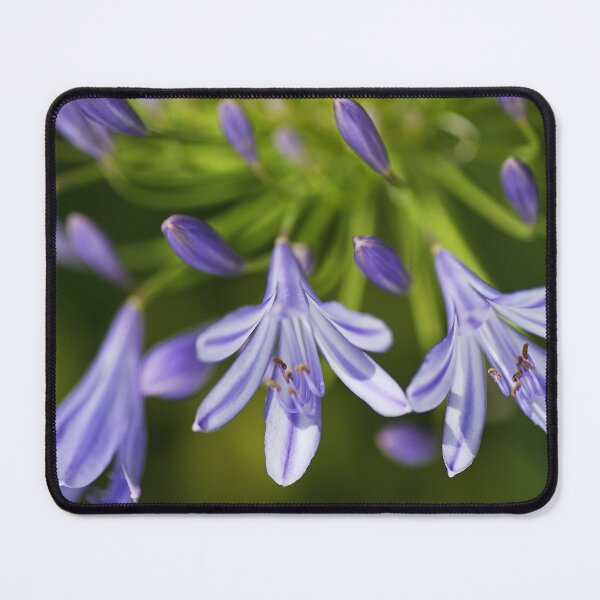 Item preview, Agapanthus Flower Face designed and sold by Joy Watson - Natural Light Photography .