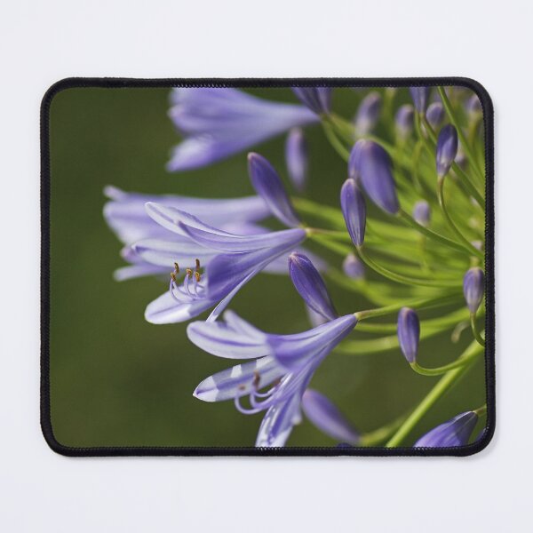 Item preview, Side Of Agapanthus designed and sold by Joy Watson - Natural Light Photography .