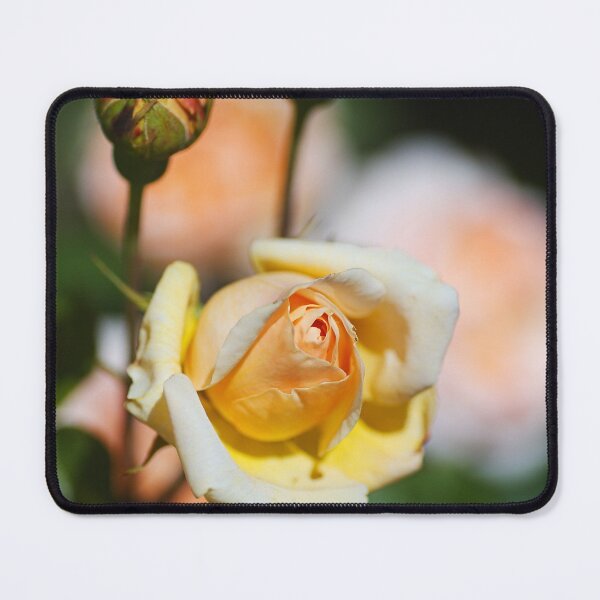 Item preview, Three Yellow Rose In Bud designed and sold by Joy Watson - Natural Light Photography .